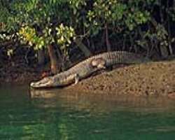 The land is home to the diversity of wildlife crea The land is home to the diversity of wildlife creatures and many invertebrate species. The most known wildlife creatures in the park are saltwater cro